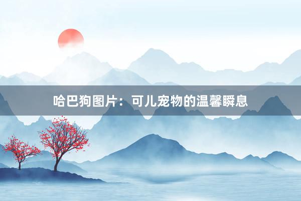 哈巴狗图片：可儿宠物的温馨瞬息